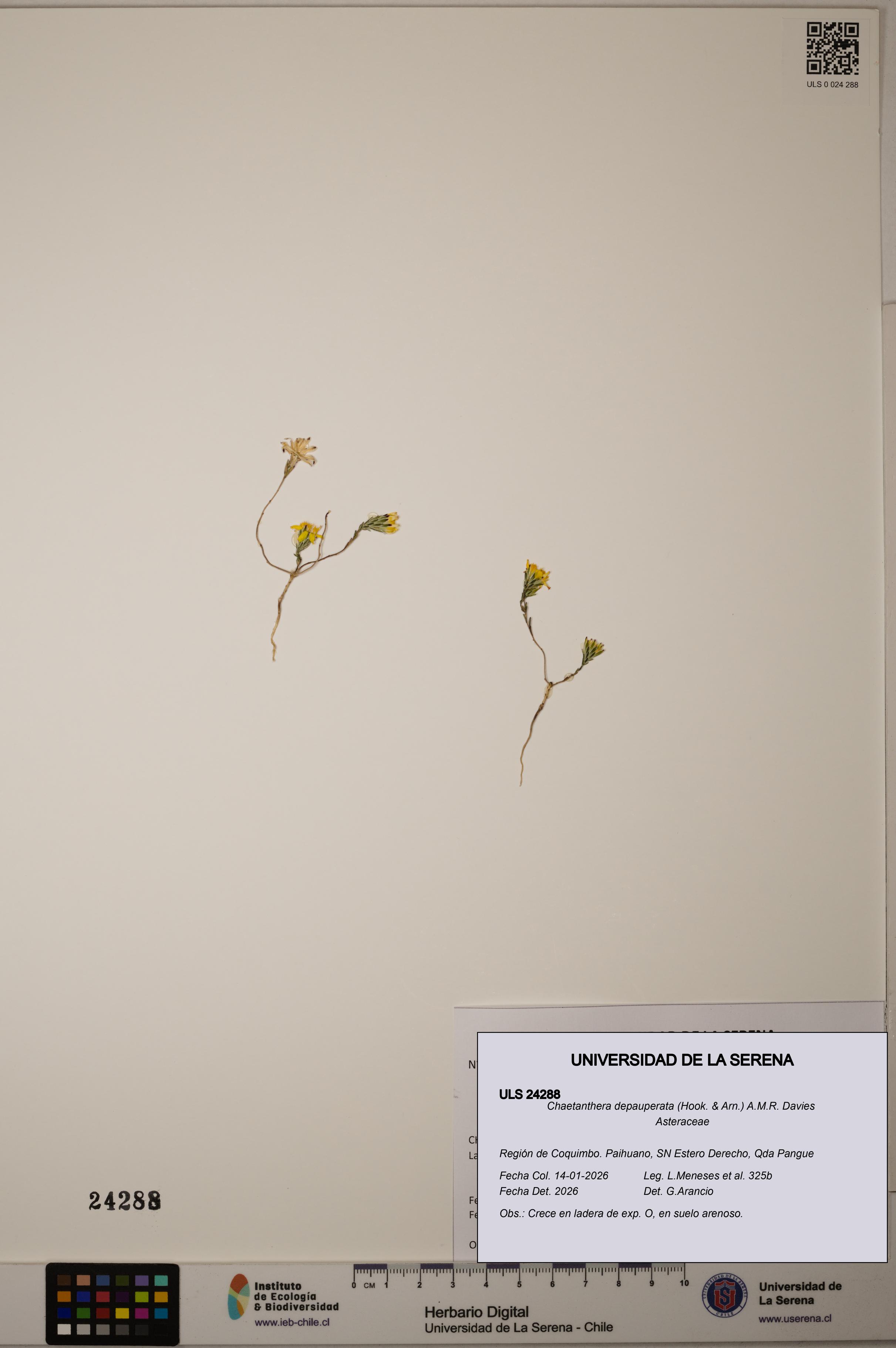 Chaetanthera depauperata [Espécimen: ]