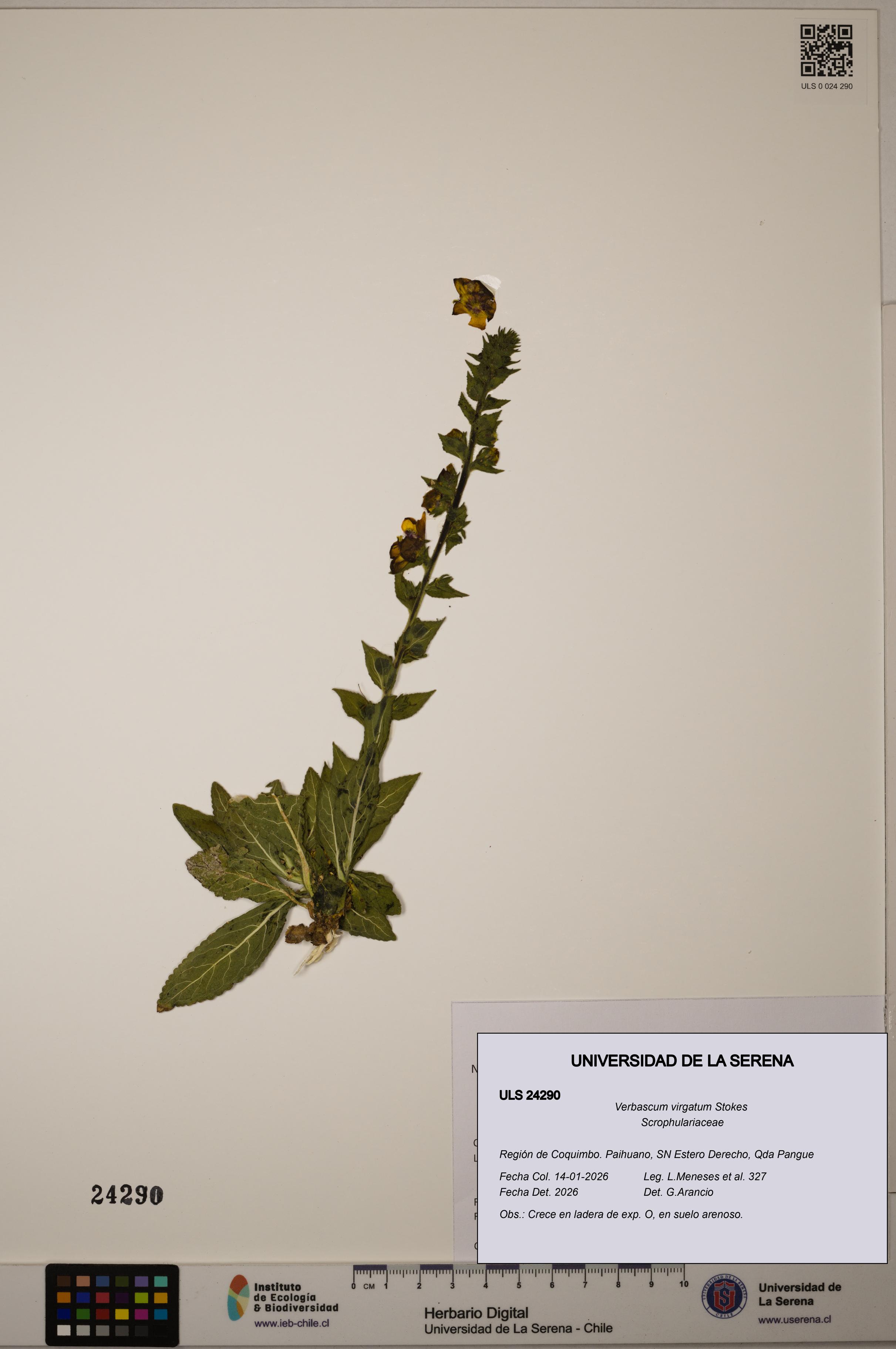 Verbascum virgatum [Espécimen: ULS:ULS:0024290]