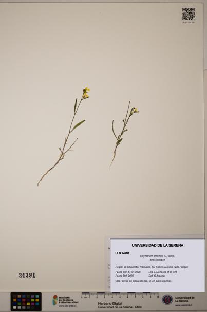 Sisymbrium officinale [Espécimen: ULS:ULS:0024291]