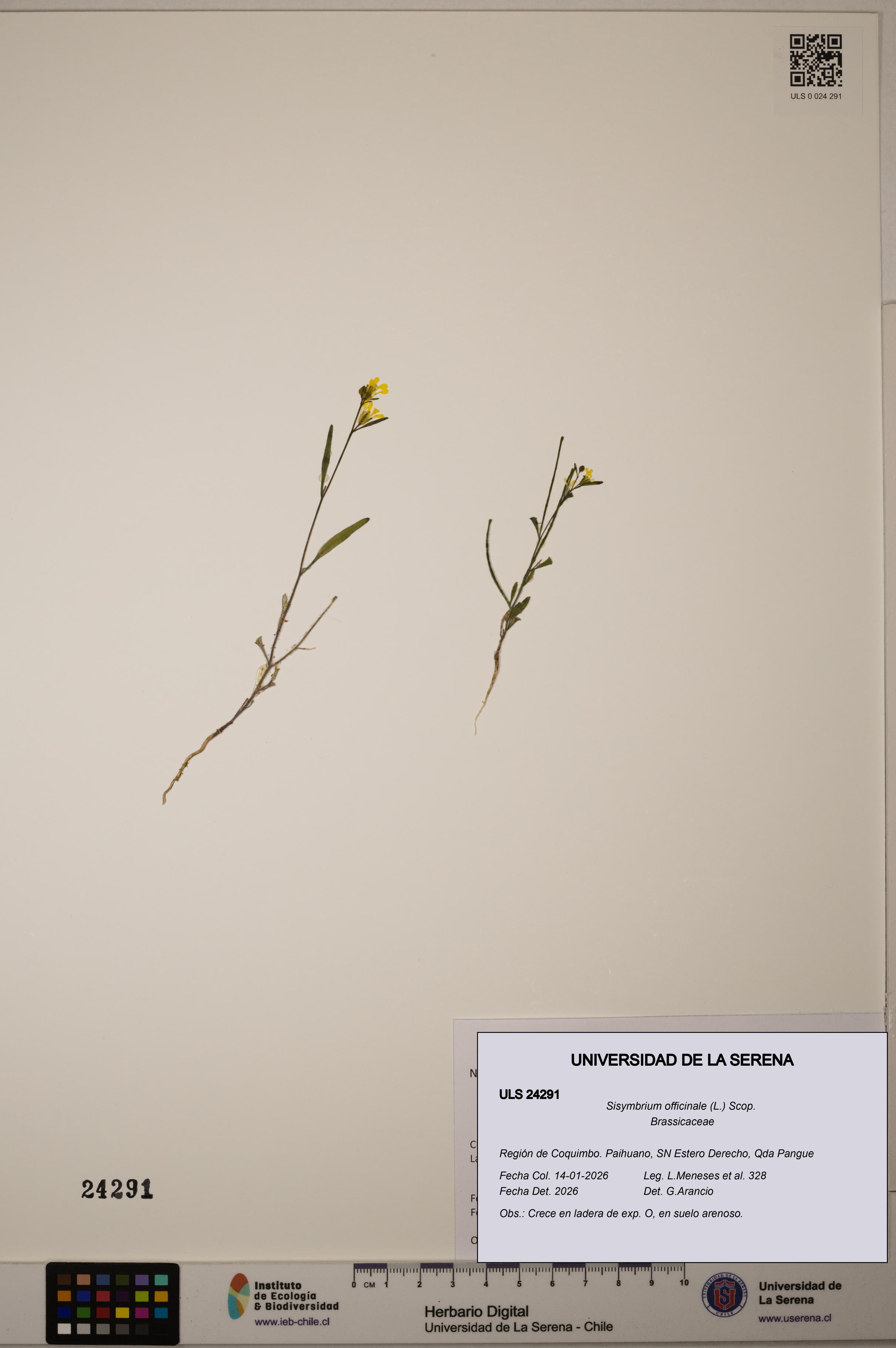 Sisymbrium officinale [Espécimen: ULS:ULS:0024291]