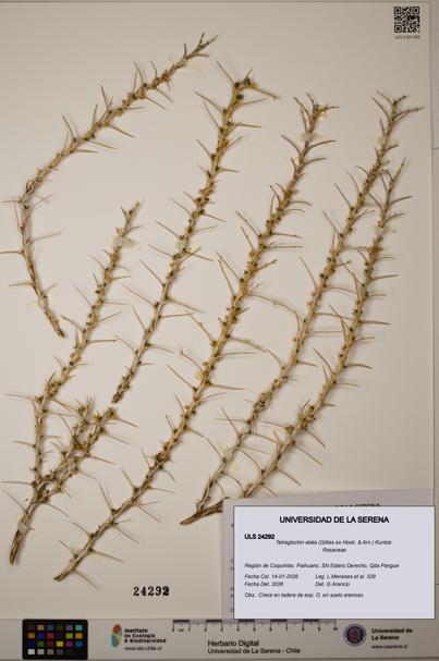 Tetraglochin alata [Espécimen: ULS:ULS:0024292]
