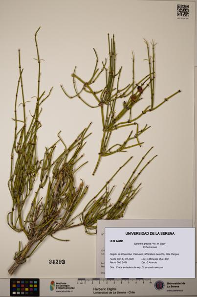 Ephedra gracilis [Espécimen: ]