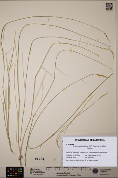 Deschampsia cespitosa var. cespitosa [Espécimen: ]