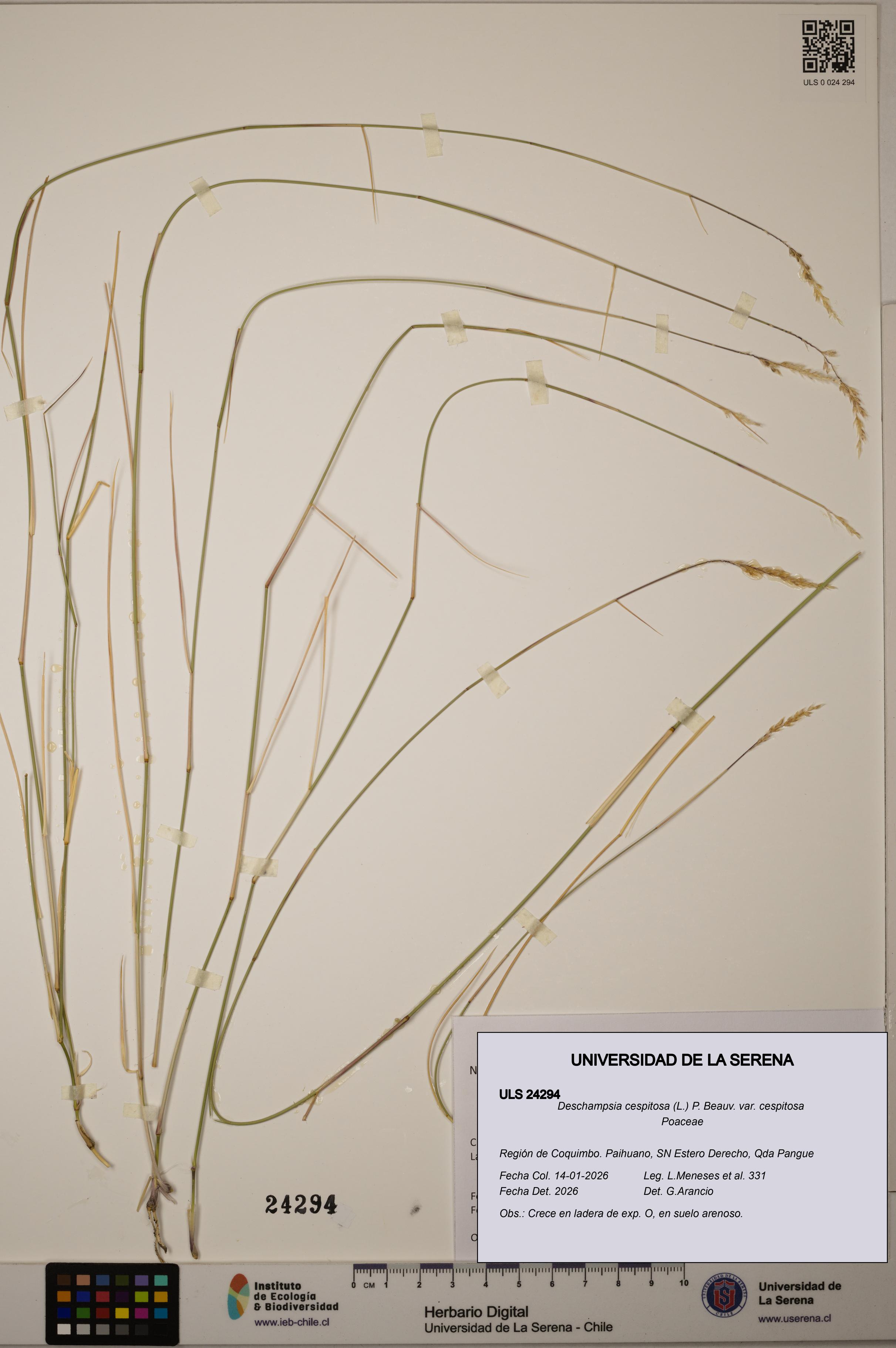 Deschampsia cespitosa var. cespitosa [Espécimen: ]