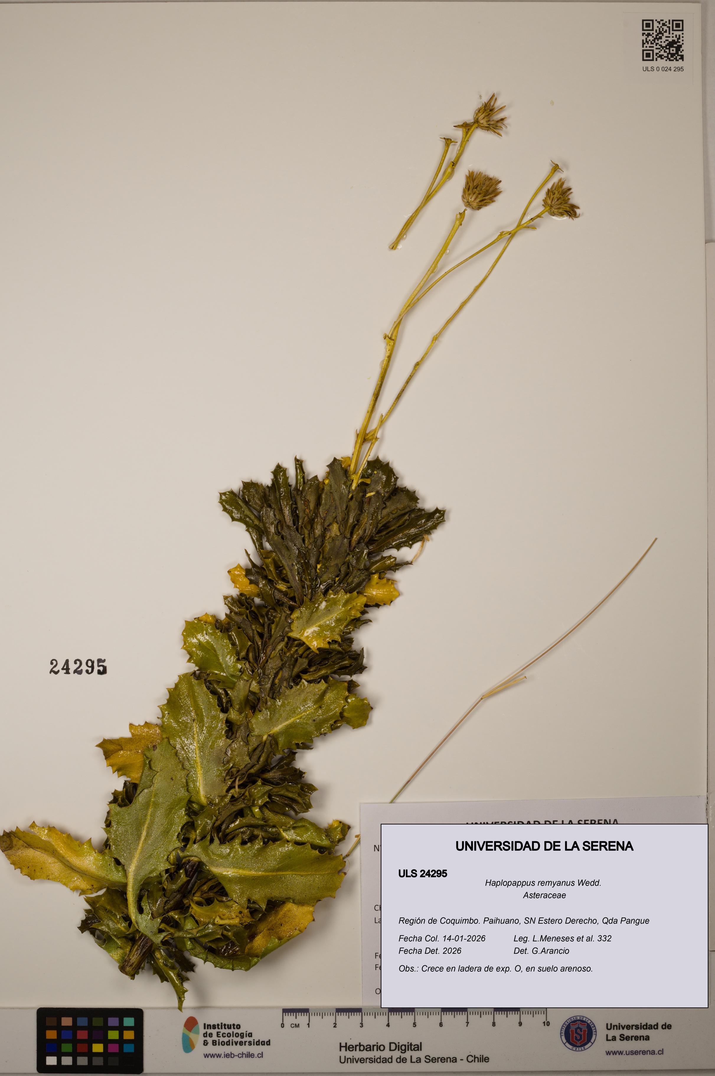 Haplopappus remyanus [Espécimen: ULS:ULS:0024295]