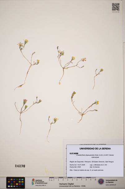 Chaetanthera depauperata [Espécimen: ]