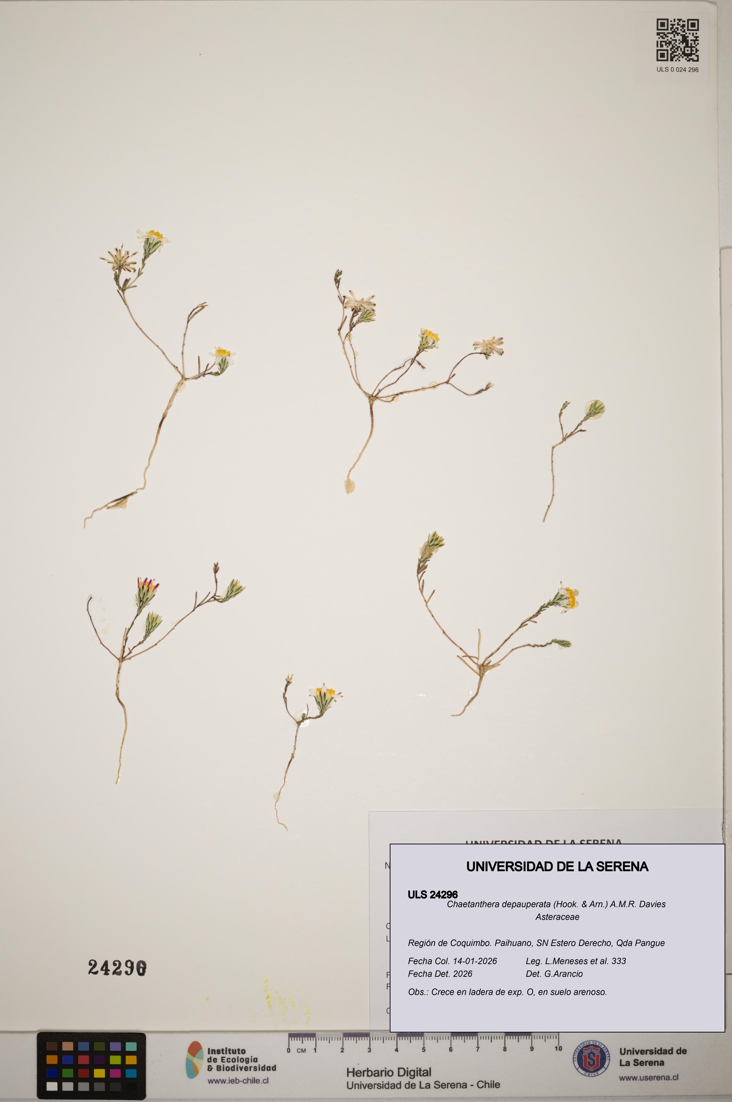 Chaetanthera depauperata [Espécimen: ]
