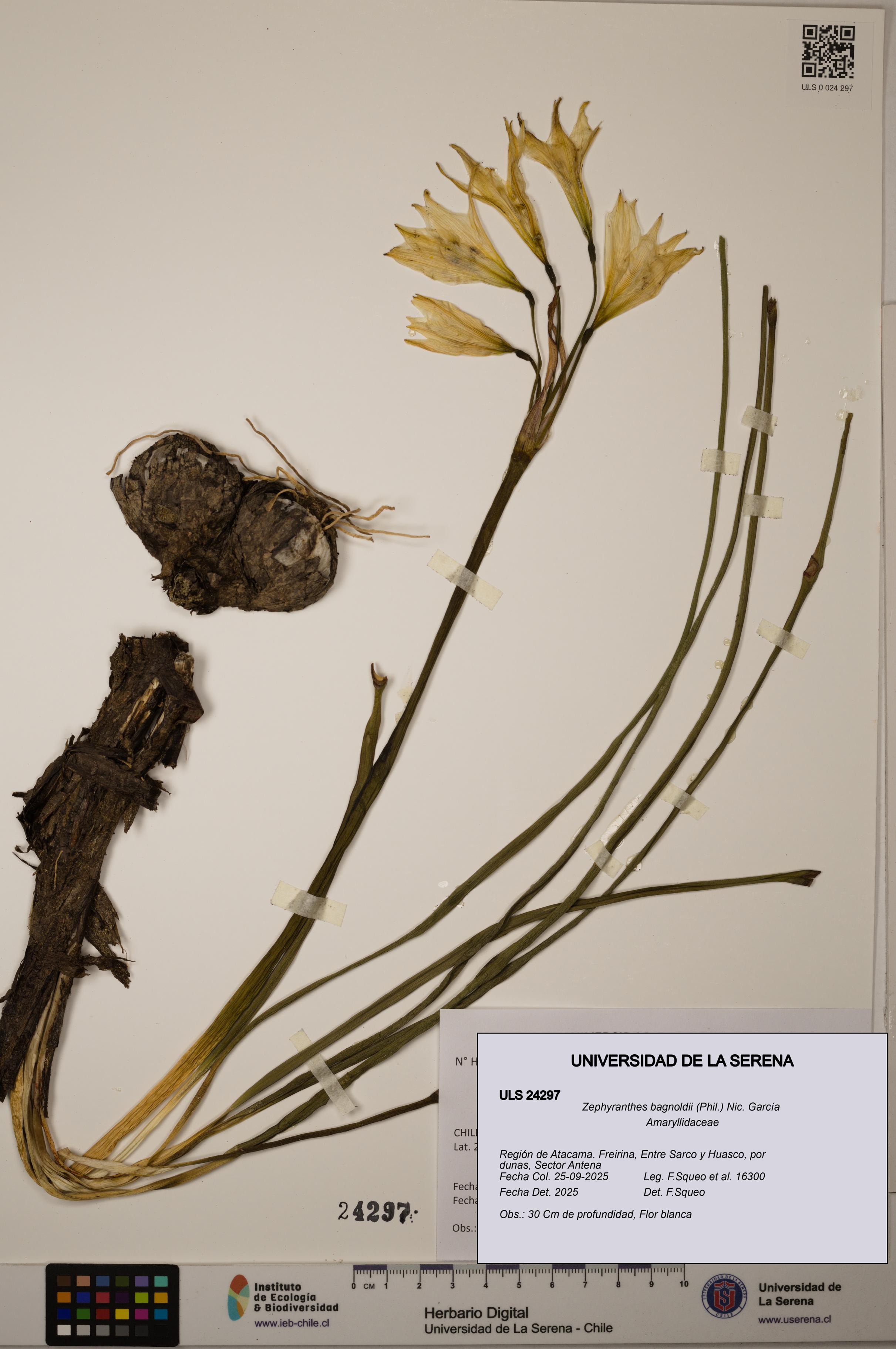 Zephyranthes bagnoldii [Espécimen: ULS:ULS:0024297]