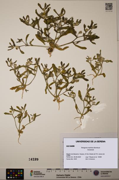 Tetragonia maritima [Espécimen: ULS:ULS:0024299]