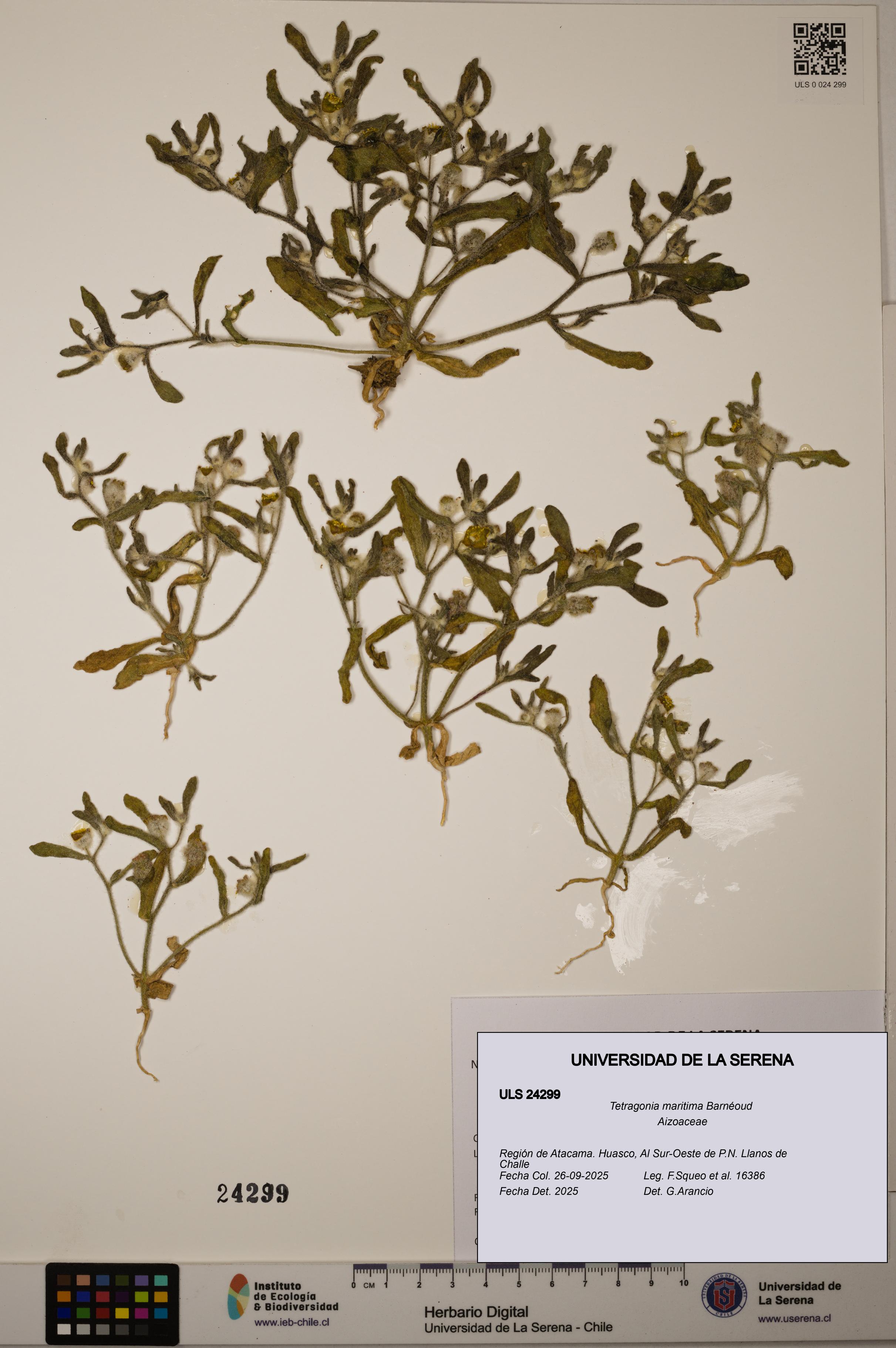 Tetragonia maritima [Espécimen: ULS:ULS:0024299]