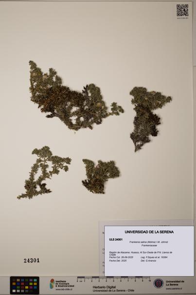 Frankenia salina [Espécimen: ]