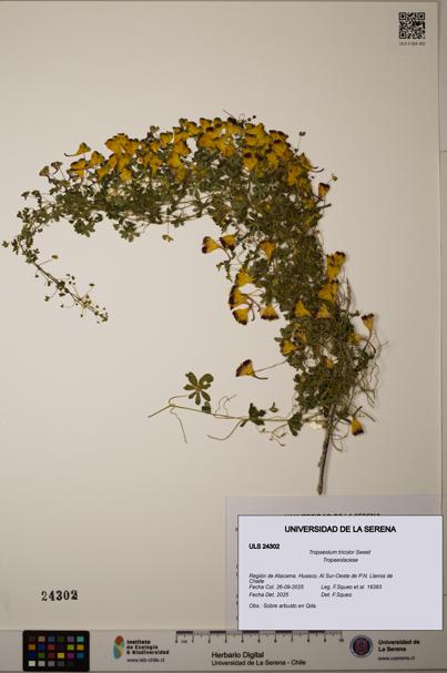 Tropaeolum tricolor [Espécimen: ]