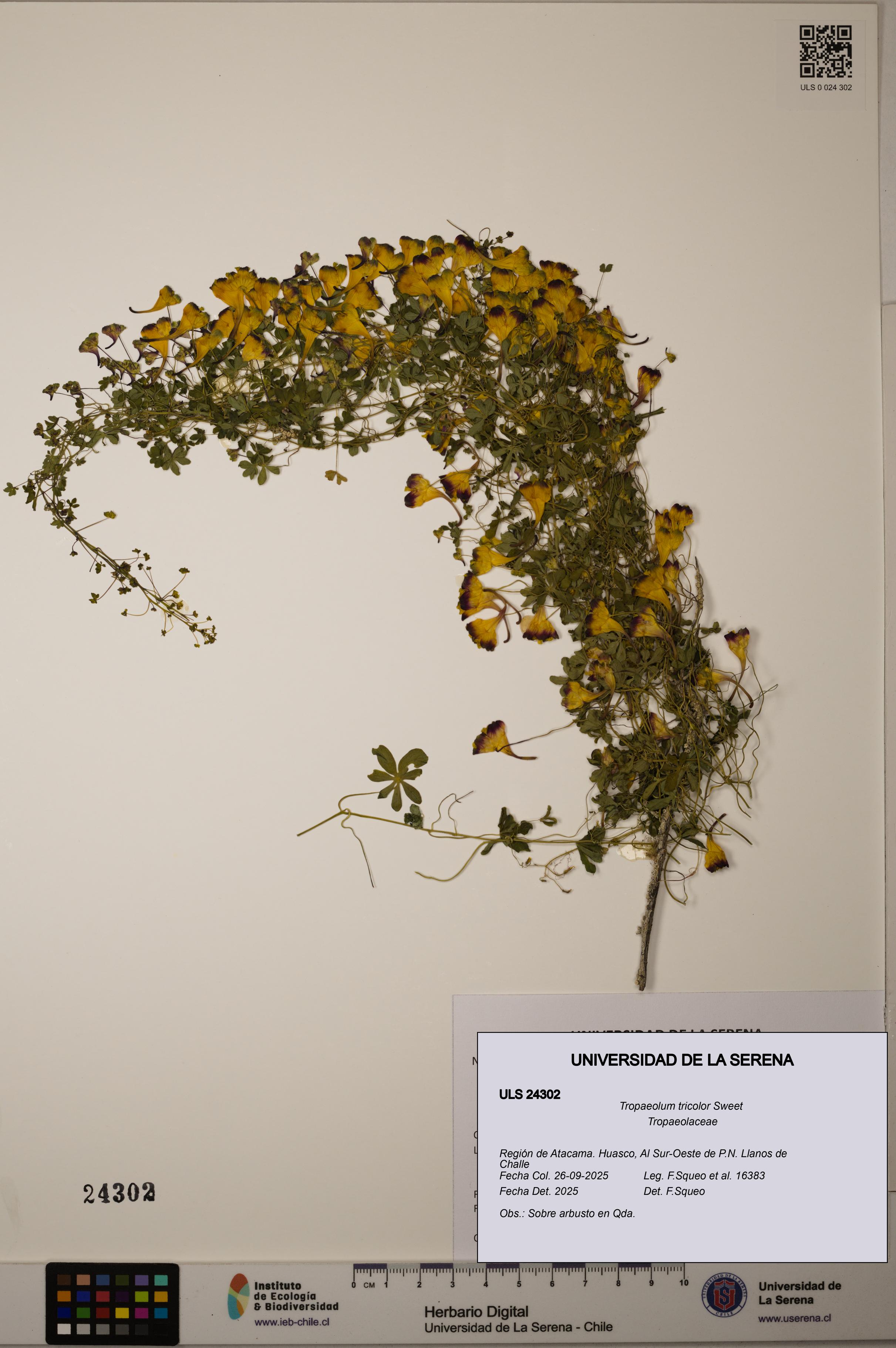 Tropaeolum tricolor [Espécimen: ]