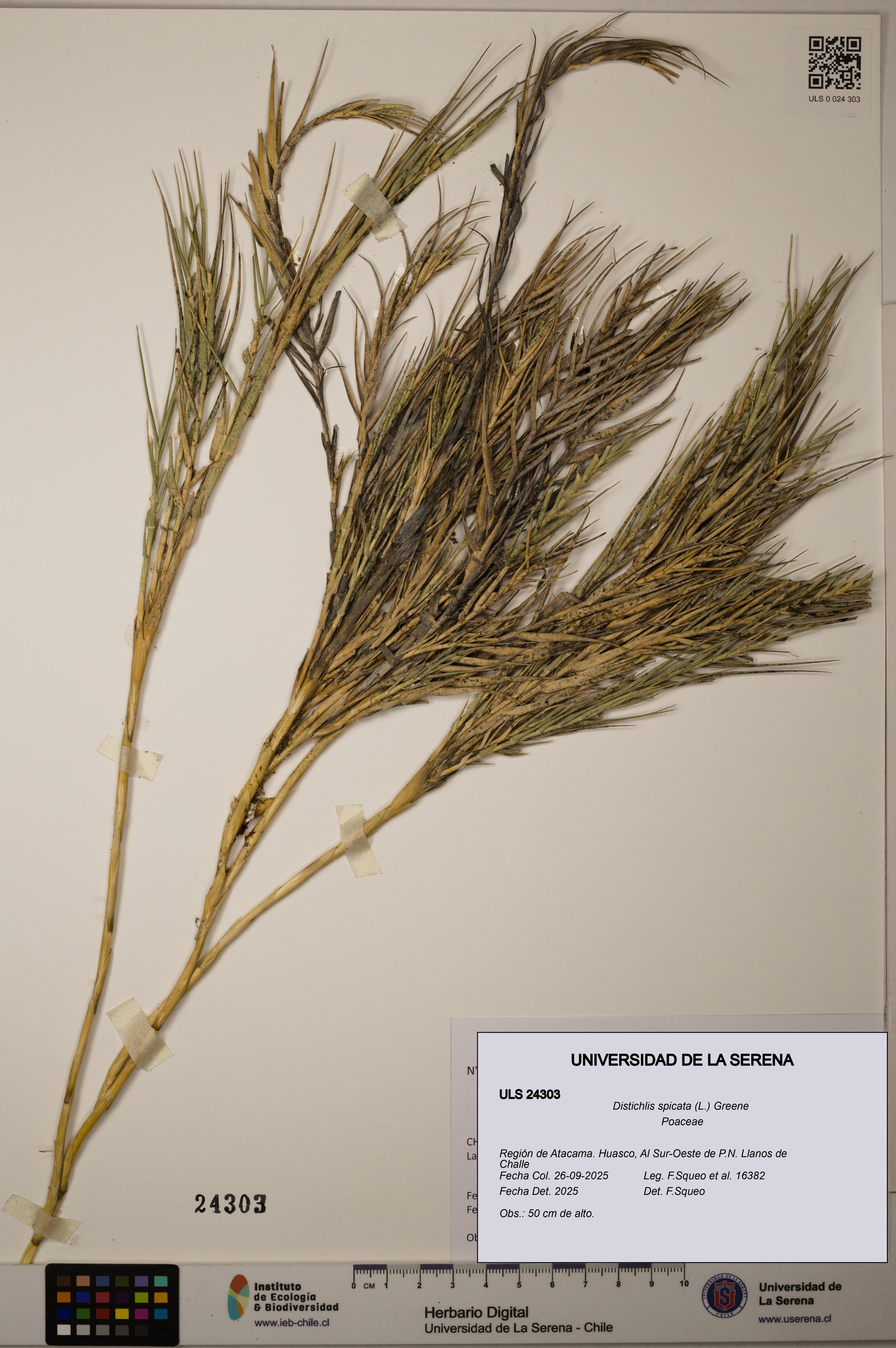 Distichlis spicata [Espécimen: ]