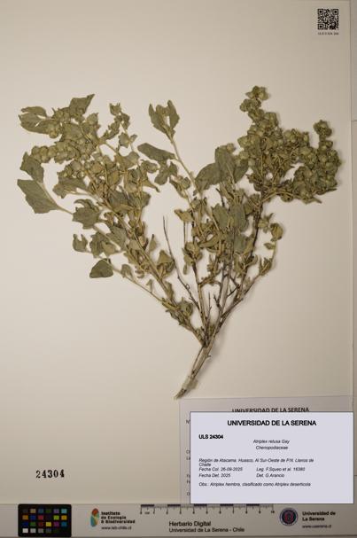 Atriplex retusa [Espécimen: ]