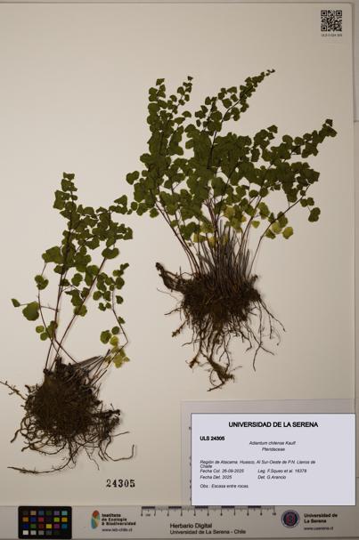 Adiantum chilense [Espécimen: ULS:ULS:0024305]