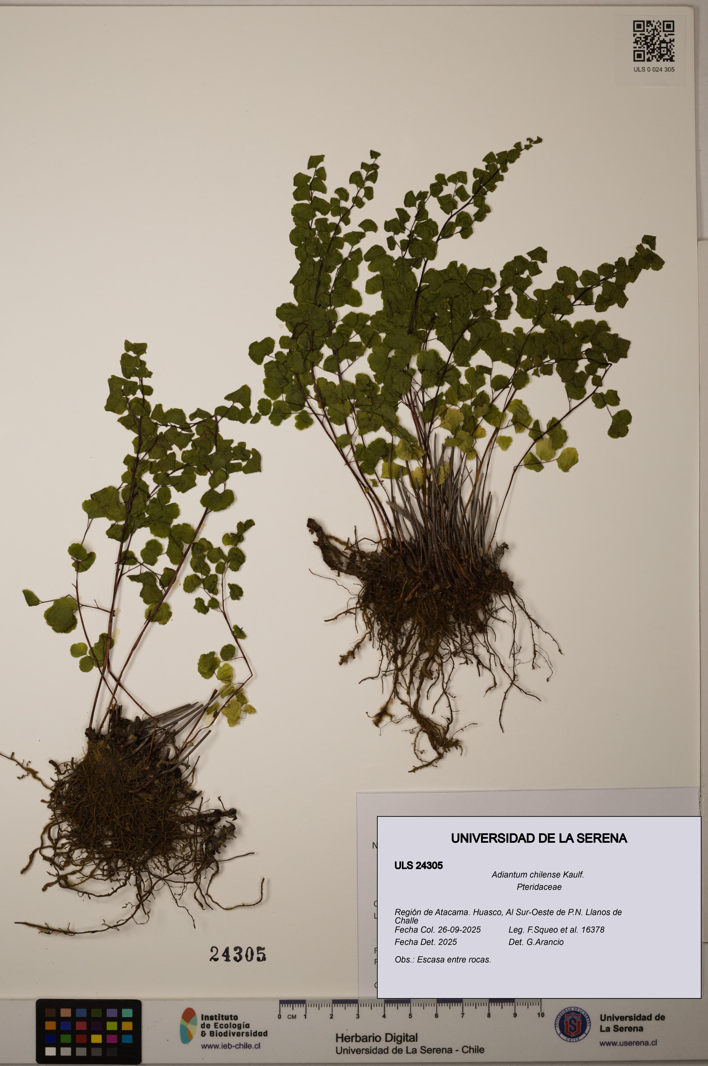 Adiantum chilense [Espécimen: ULS:ULS:0024305]