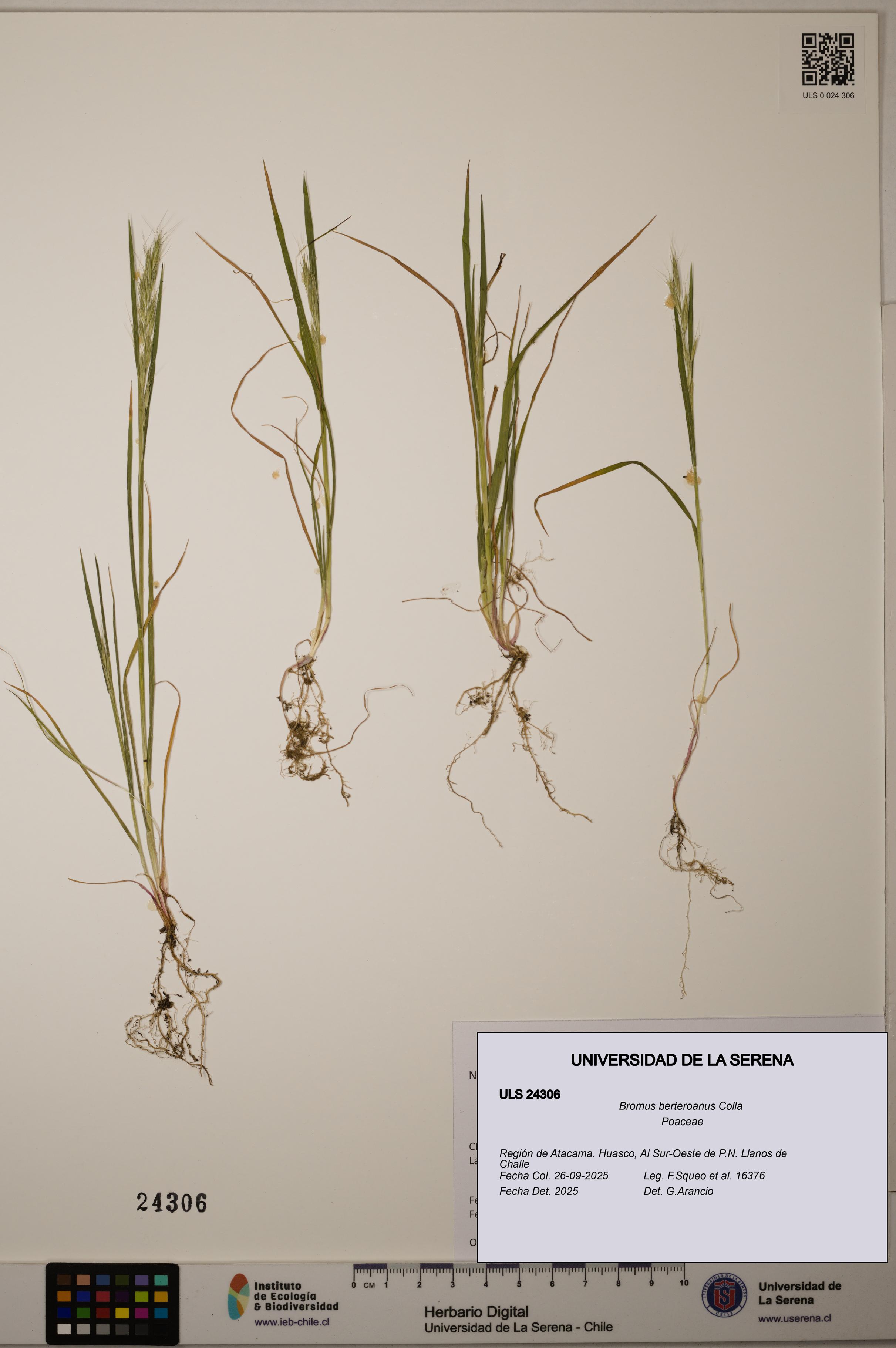 Bromus berteroanus [Espécimen: ULS:ULS:0024306]