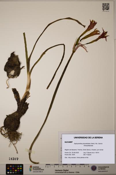 Zephyranthes phycelloides [Espécimen: ULS:ULS:0024307]