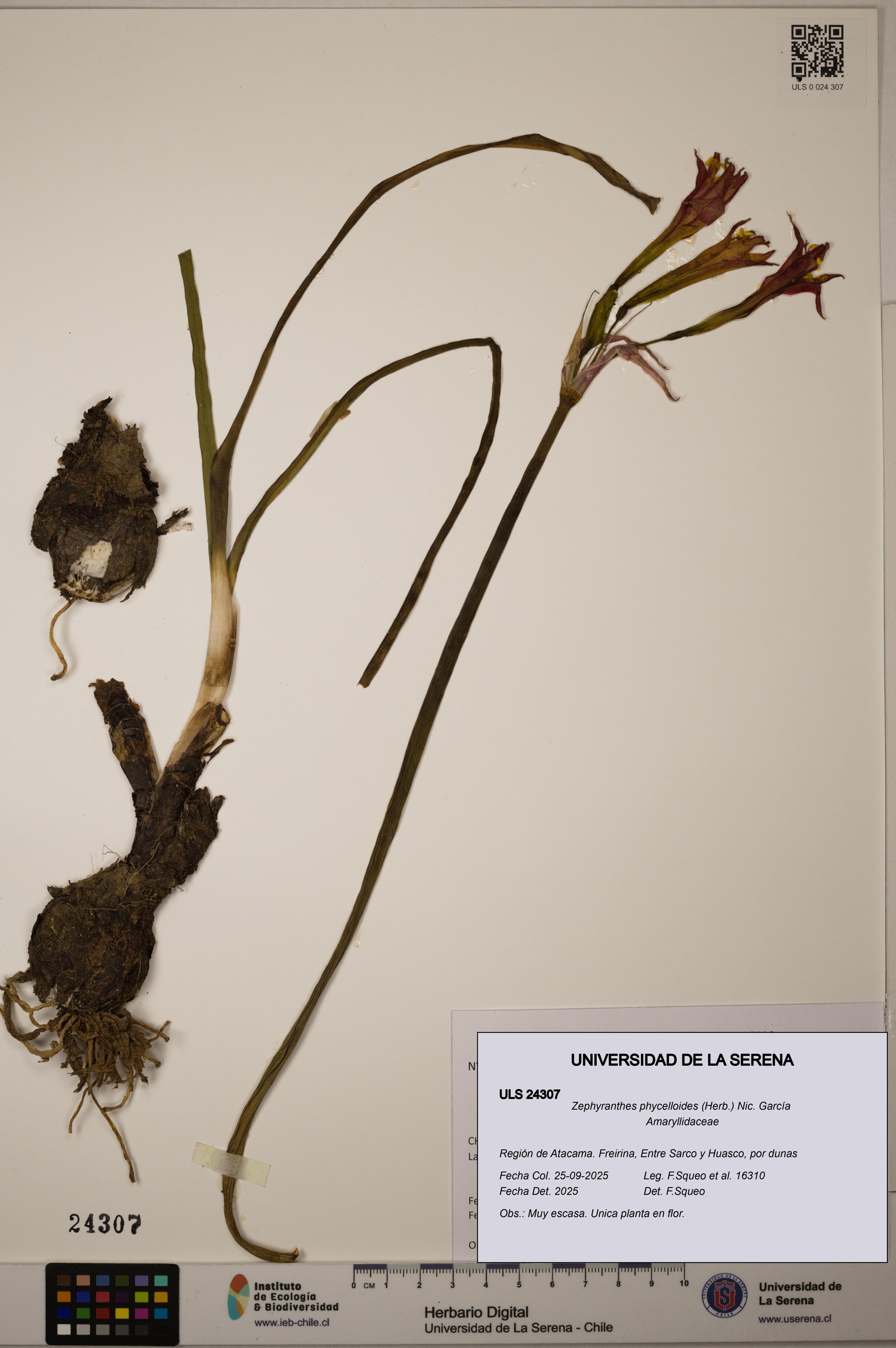 Zephyranthes phycelloides [Espécimen: ULS:ULS:0024307]