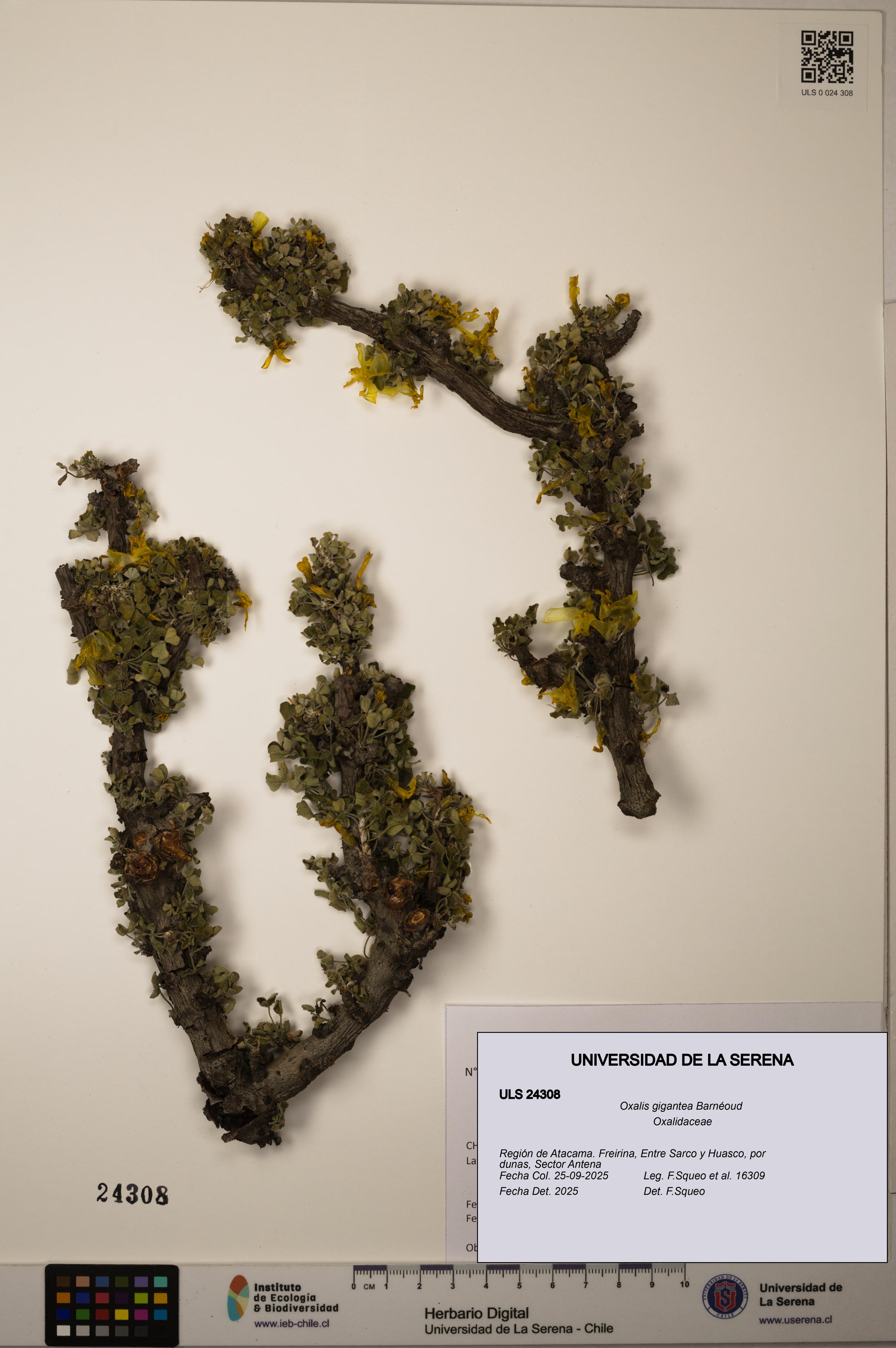 Oxalis gigantea [Espécimen: ULS:ULS:0024308]
