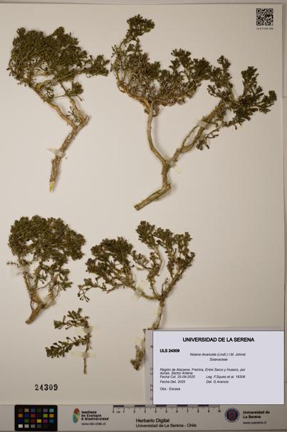 Nolana divaricata [Espécimen: ]