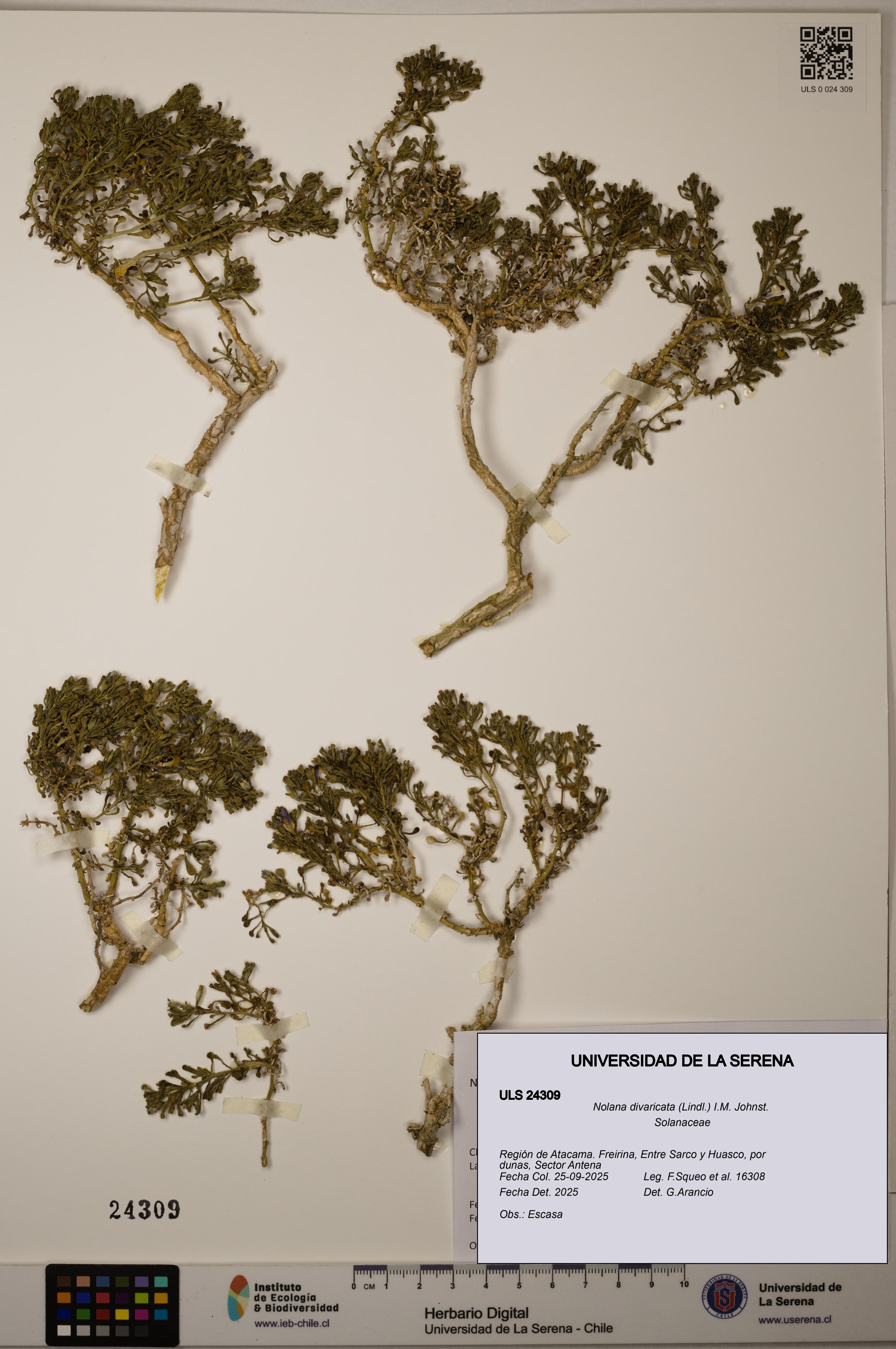 Nolana divaricata [Espécimen: ]