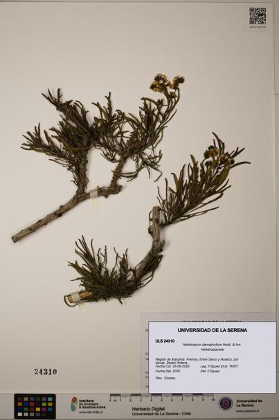 Heliotropium stenophyllum [Espécimen: ]