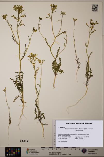 Schizopetalon dentatum [Espécimen: ULS:ULS:0024312]