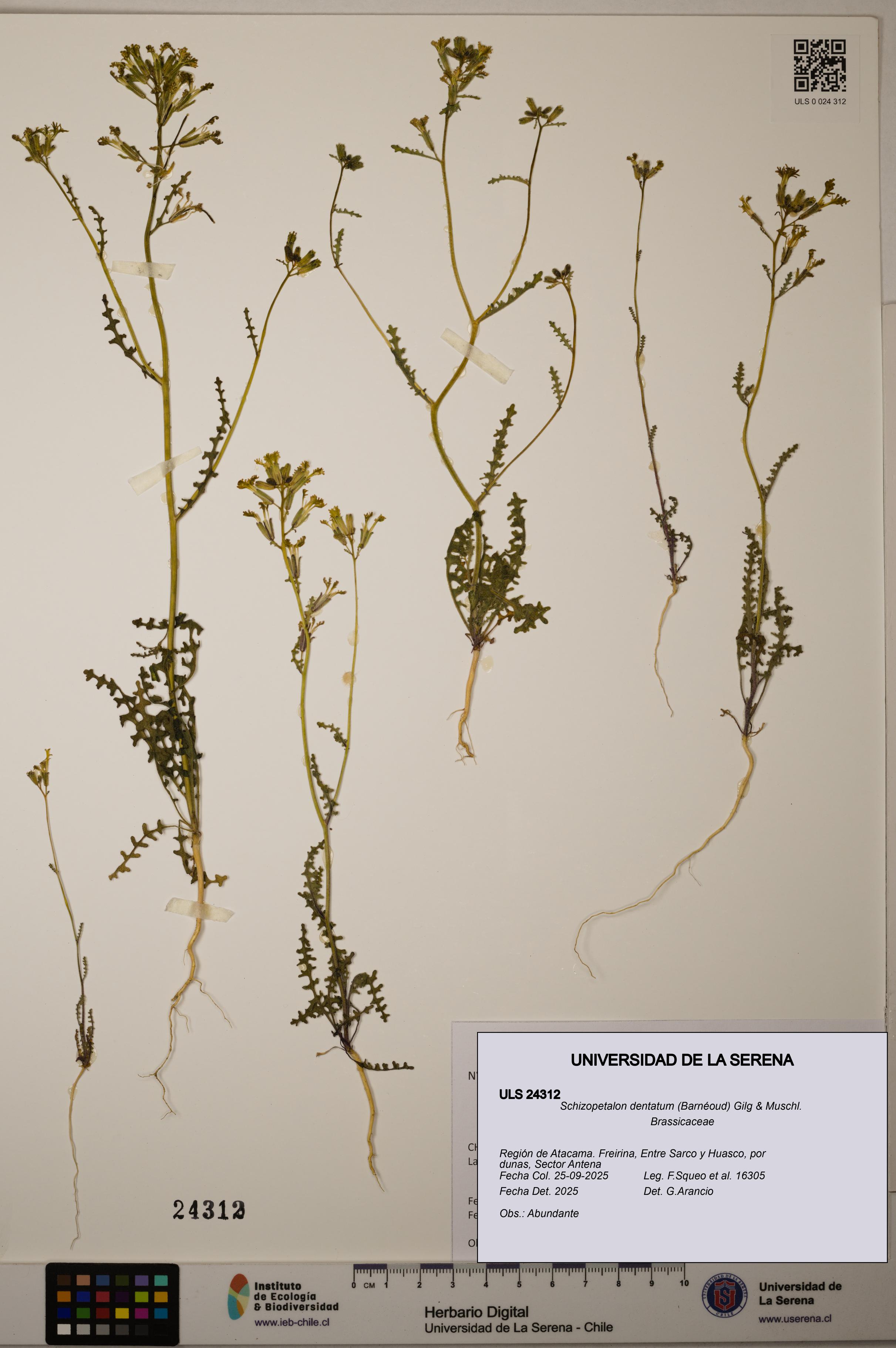 Schizopetalon dentatum [Espécimen: ULS:ULS:0024312]