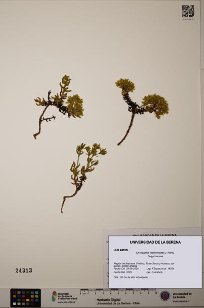 Chorizanthe frankenioides [Espécimen: ]