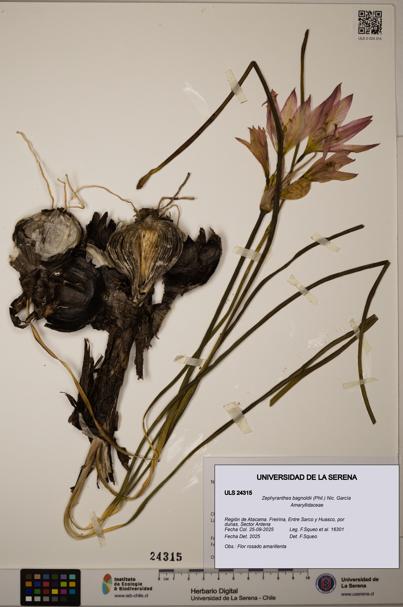 Zephyranthes bagnoldii [Espécimen: ULS:ULS:0024315]