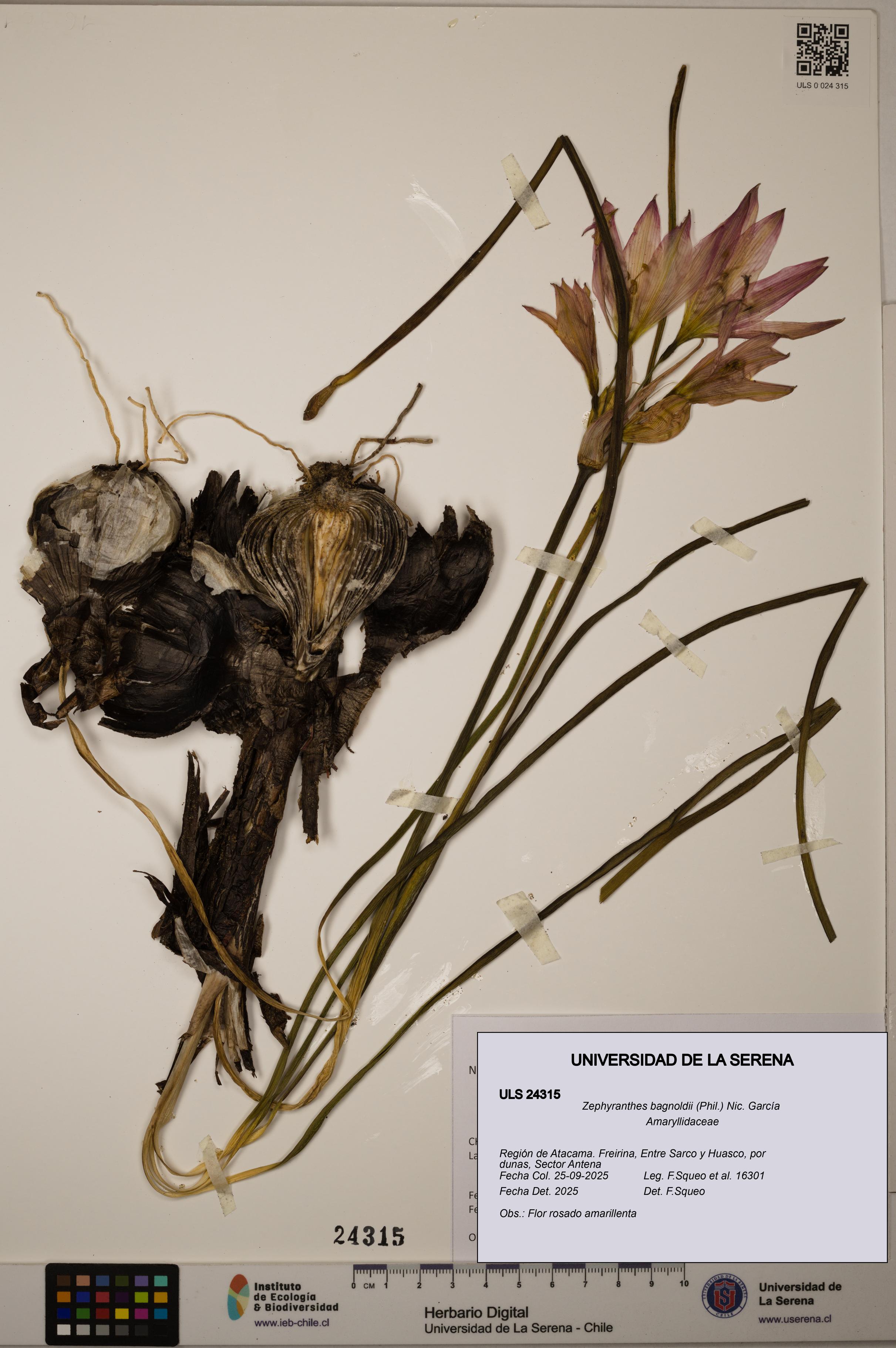 Zephyranthes bagnoldii [Espécimen: ULS:ULS:0024315]