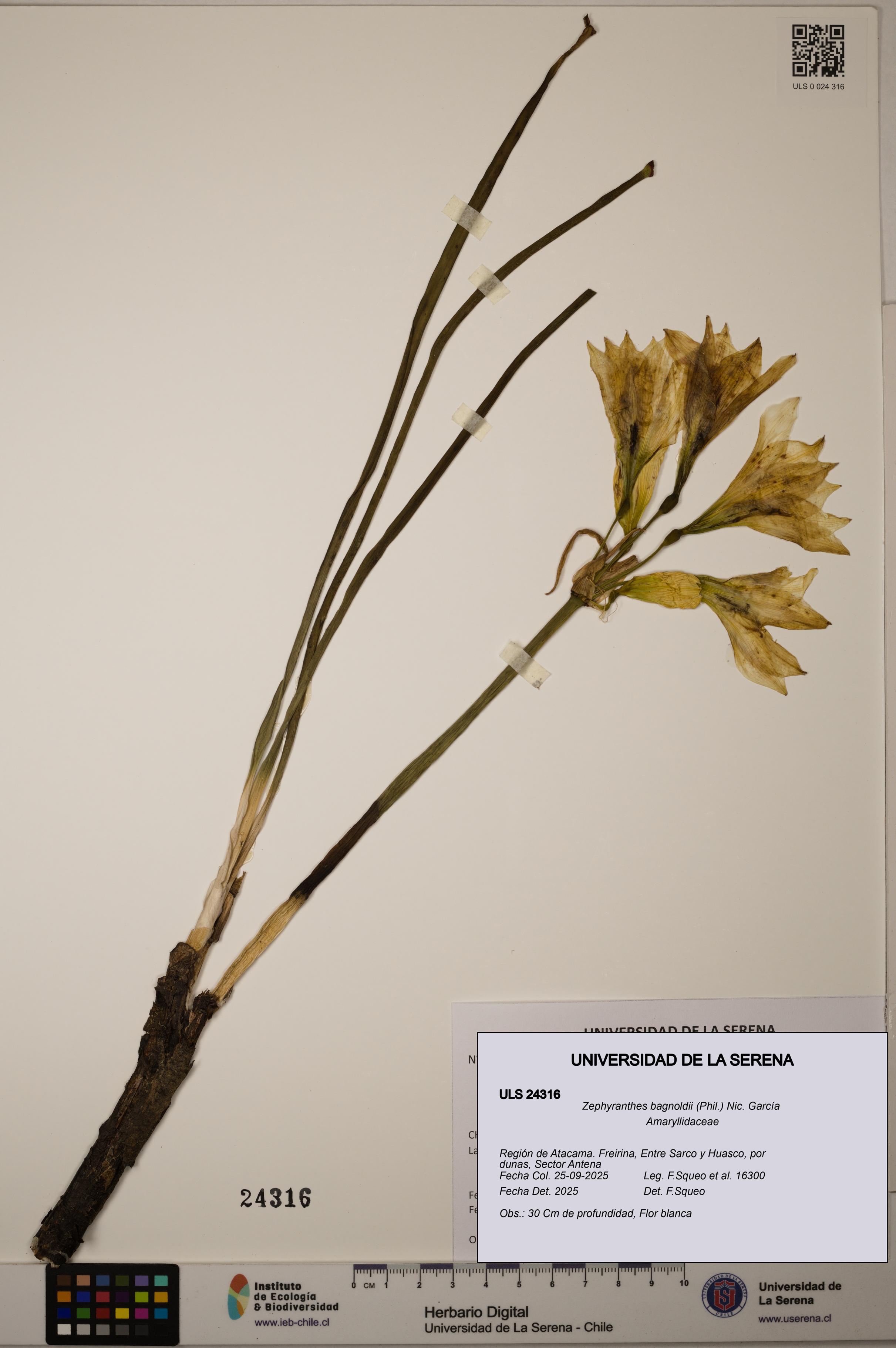 Zephyranthes bagnoldii [Espécimen: ULS:ULS:0024316]