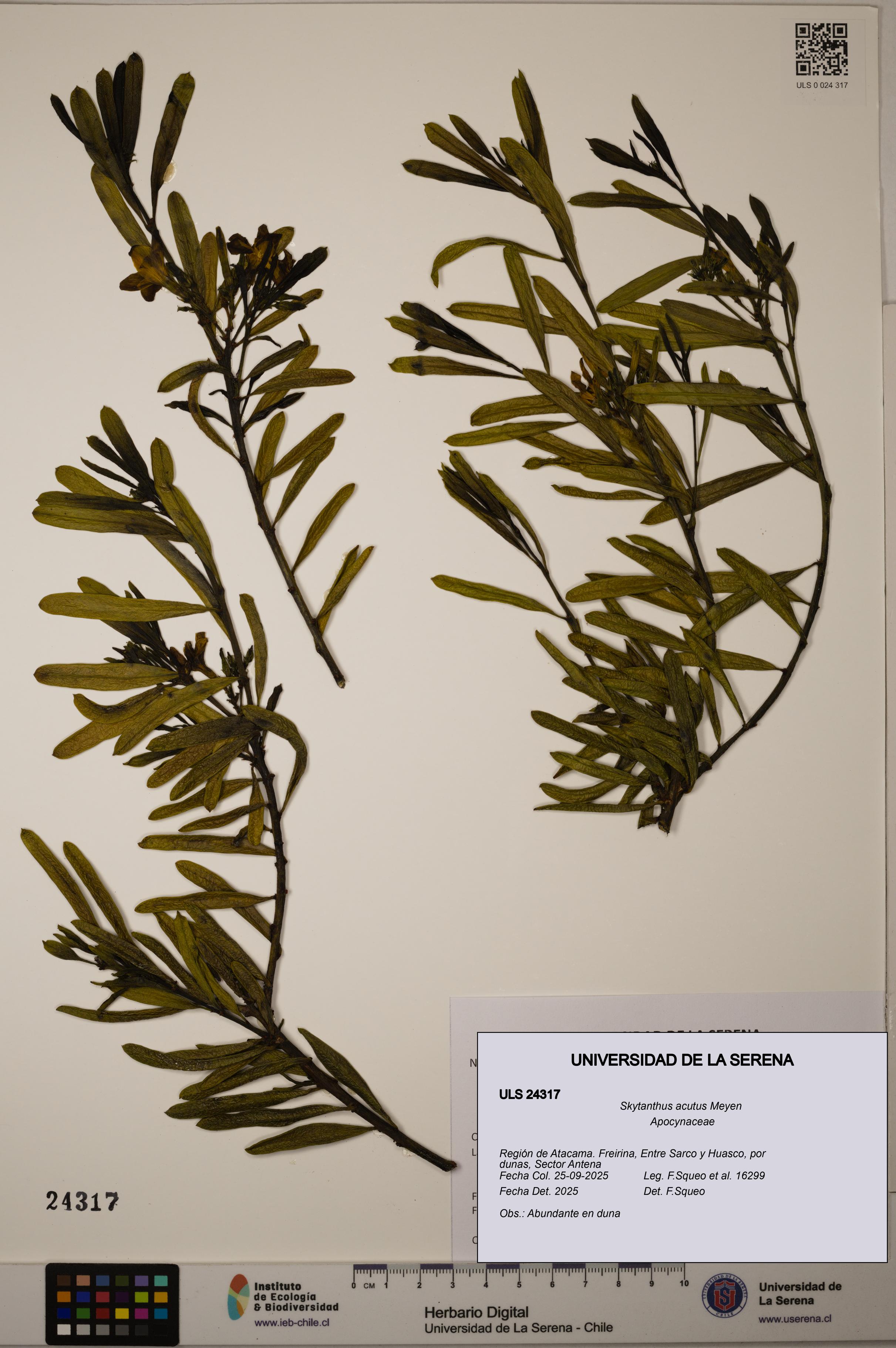 Skytanthus acutus [Espécimen: ULS:ULS:0024317]