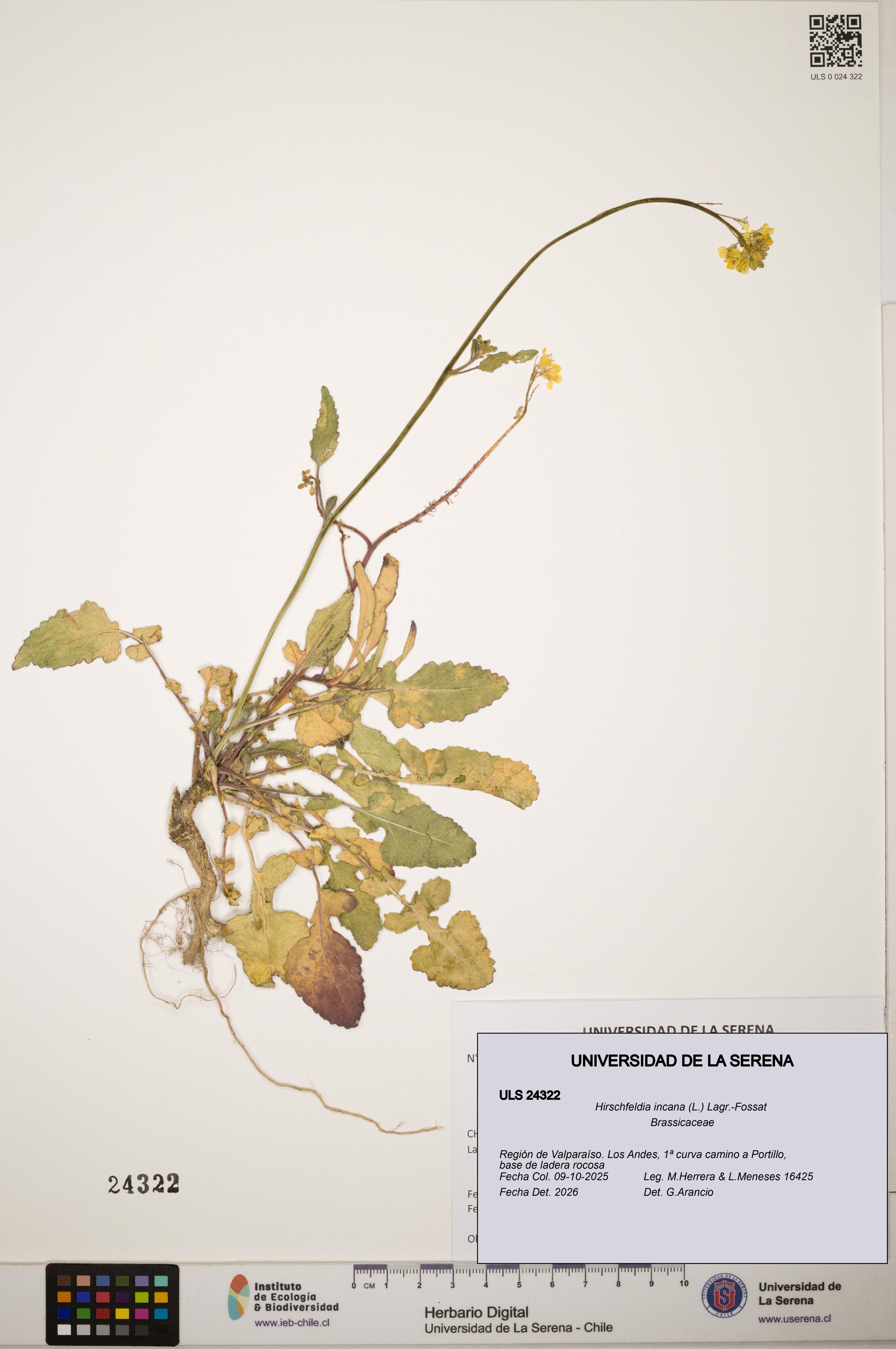 Hirschfeldia incana [Espécimen: ]