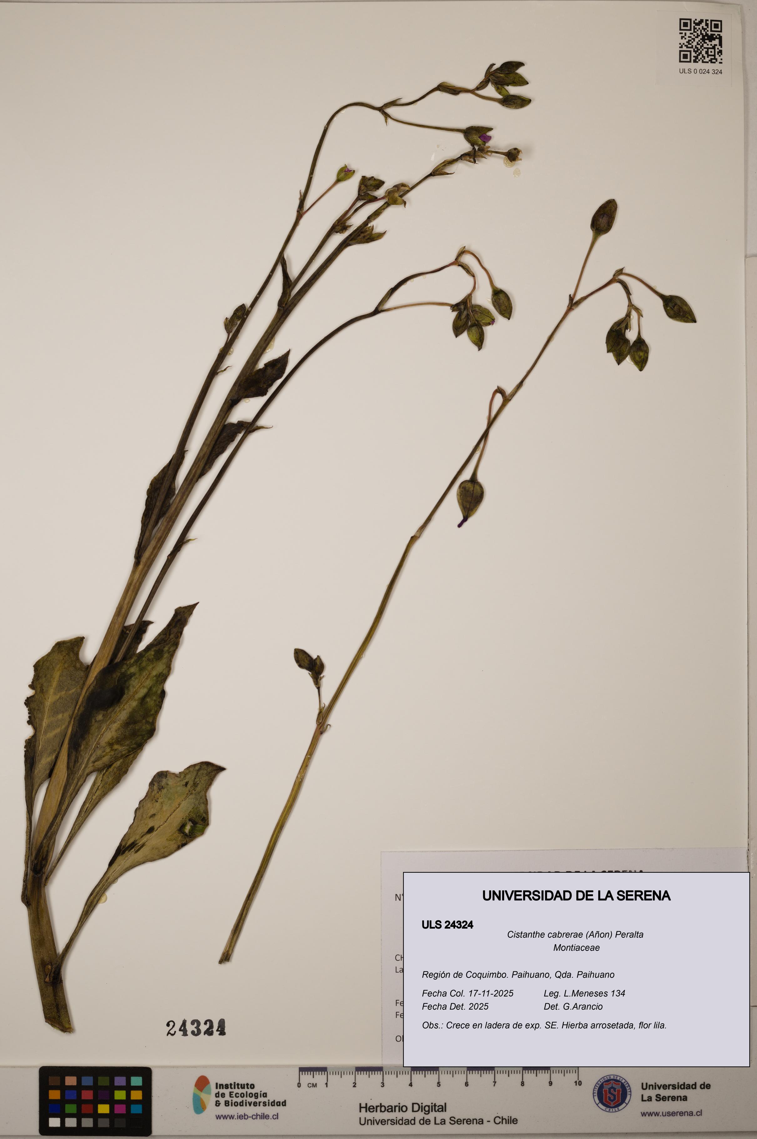 Cistanthe cabrerae [Espécimen: ULS:ULS:0024324]