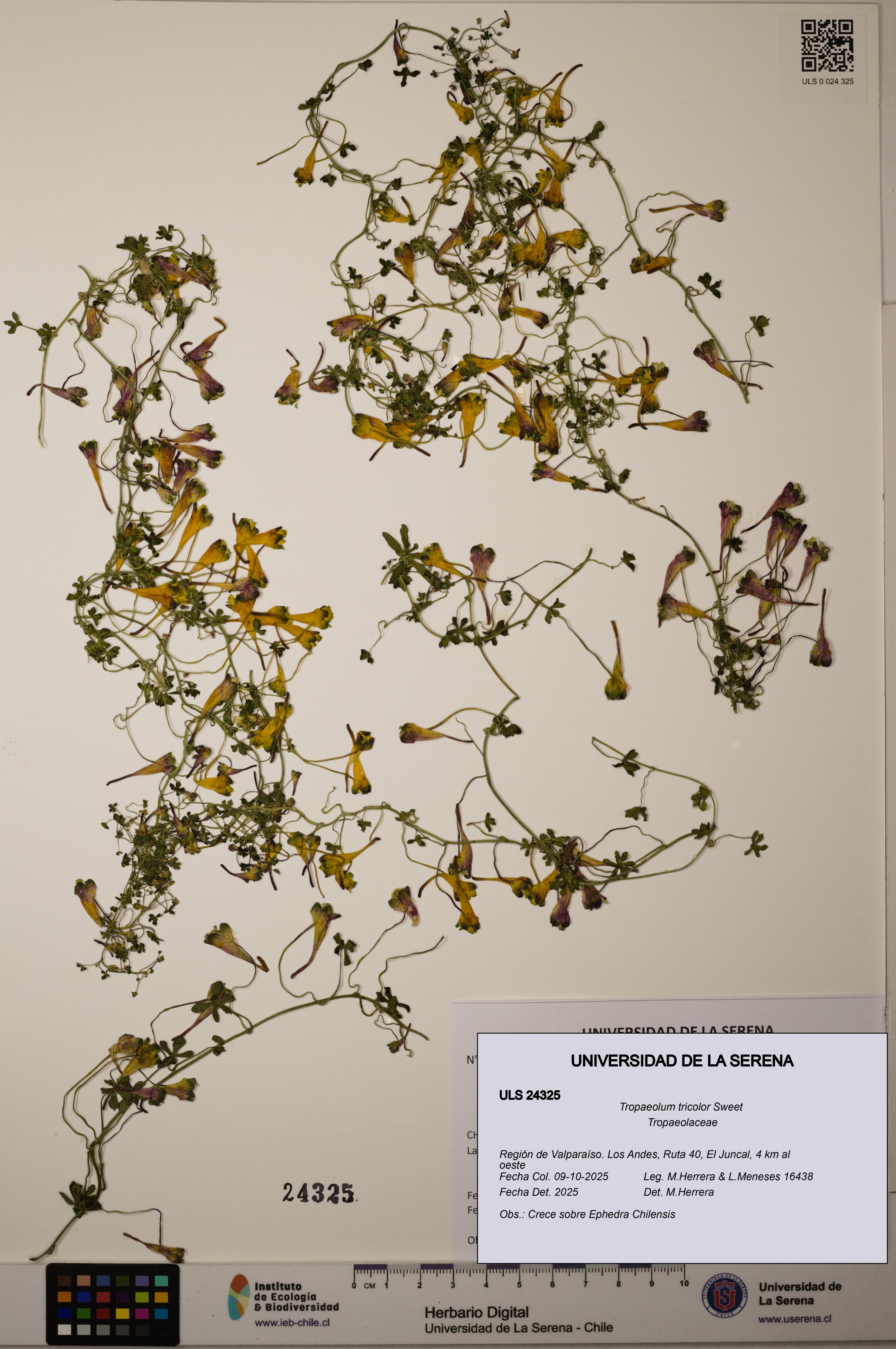 Tropaeolum tricolor [Espécimen: ]