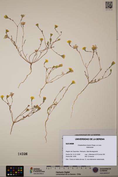 Chaetanthera linearis [Espécimen: ]