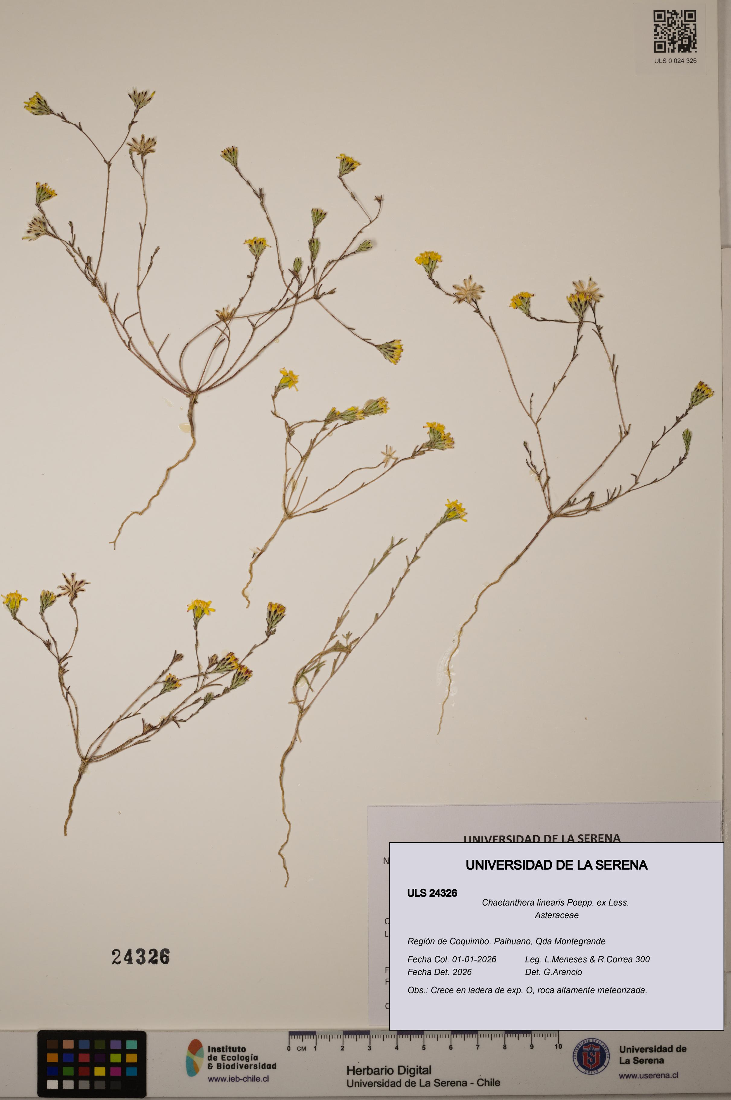 Chaetanthera linearis [Espécimen: ]