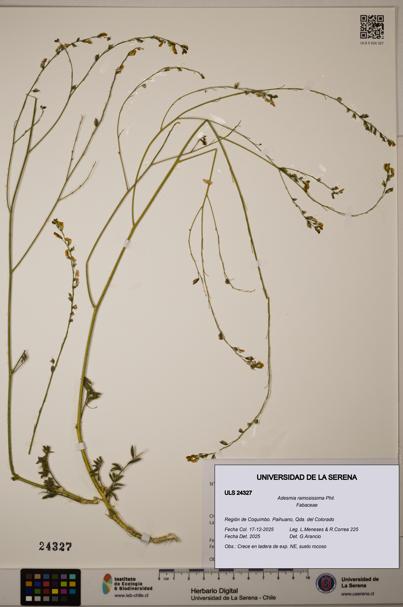 Adesmia ramosissima [Espécimen: ULS:ULS:0024327]