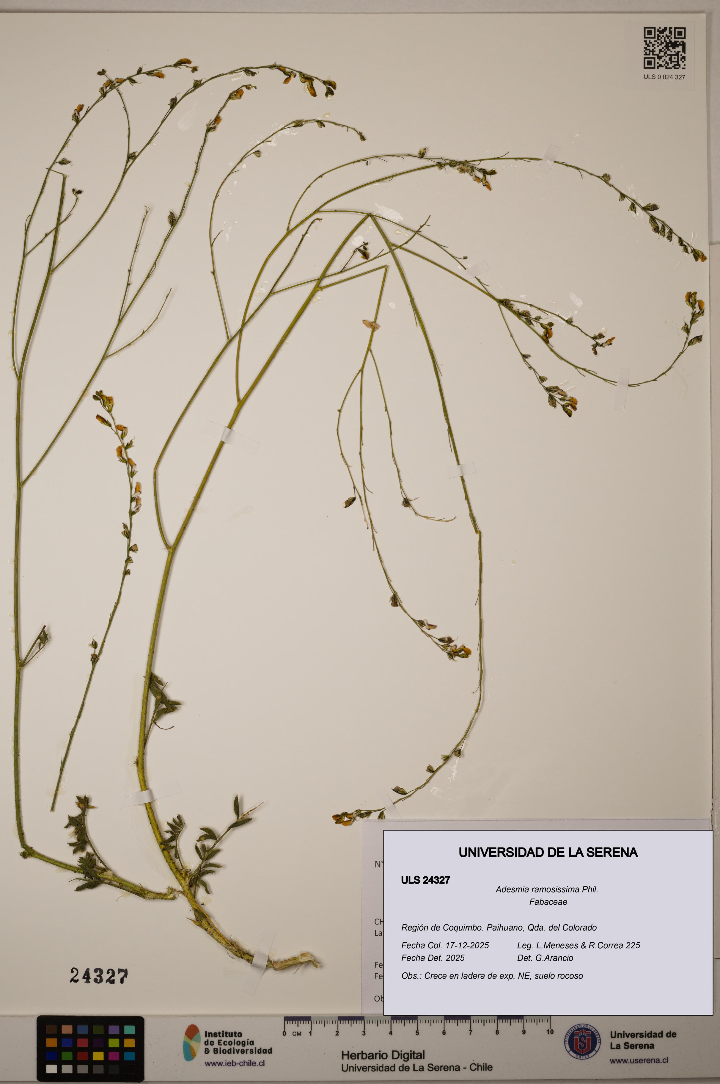 Adesmia ramosissima [Espécimen: ULS:ULS:0024327]