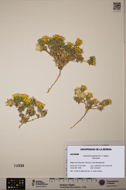 Chaetanthera glabrata [Espécimen: ULS:ULS:0024328]