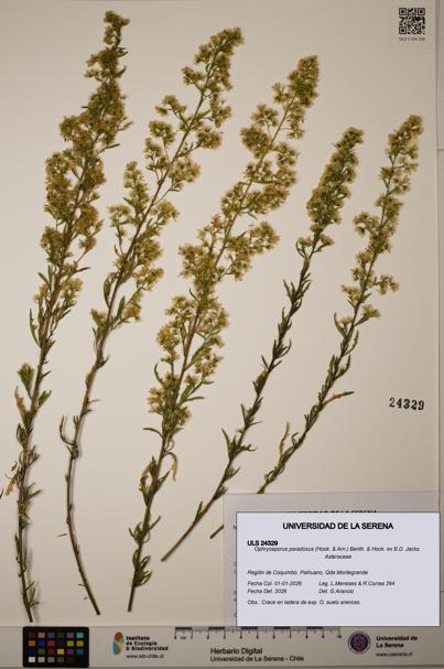 Ophryosporus paradoxus [Espécimen: ]