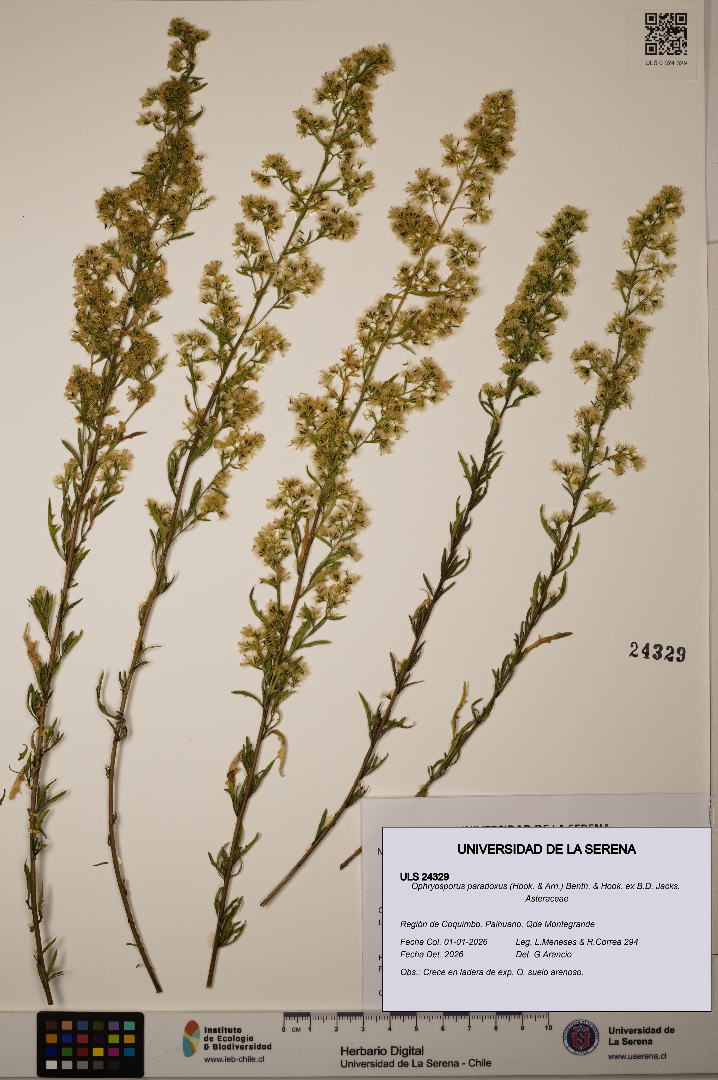 Ophryosporus paradoxus [Espécimen: ]