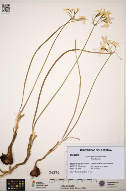 Leucocoryne macropetala [Espécimen: ]