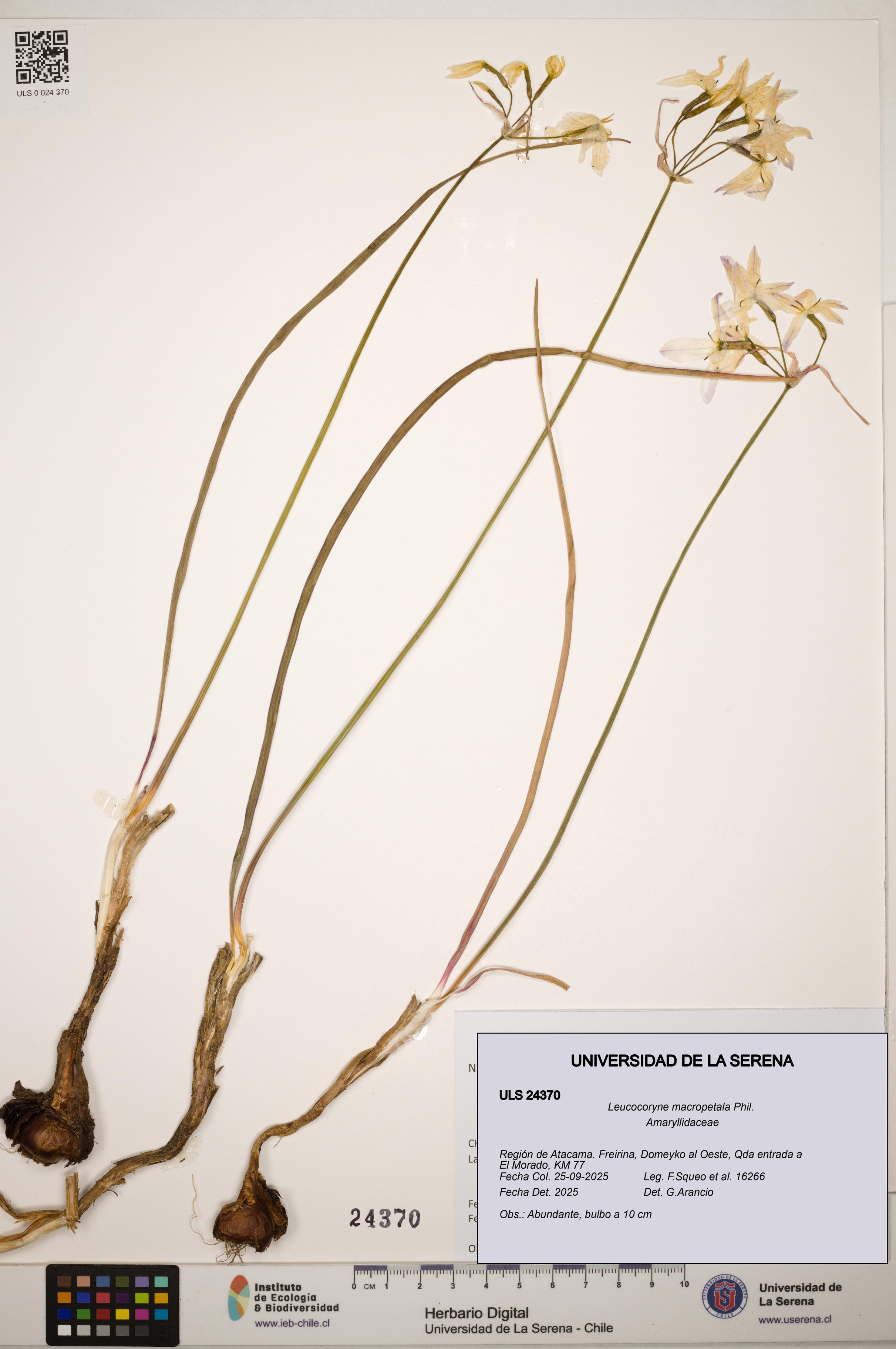 Leucocoryne macropetala [Espécimen: ]