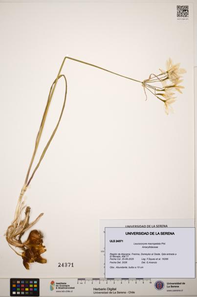 Leucocoryne macropetala [Espécimen: ]