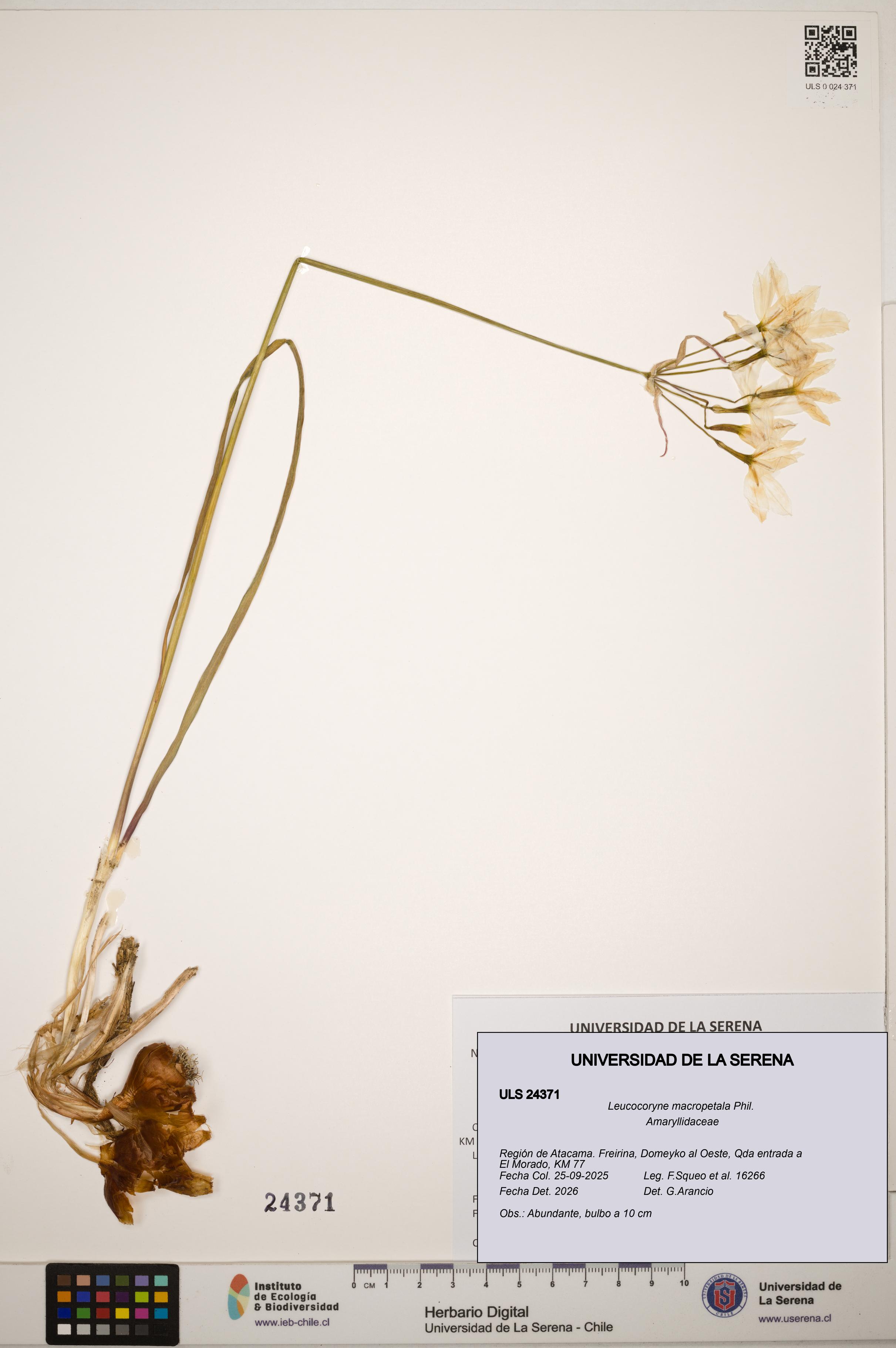 Leucocoryne macropetala [Espécimen: ]