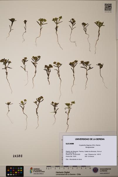 Cryptantha filaginea [Espécimen: ULS:ULS:0024386]